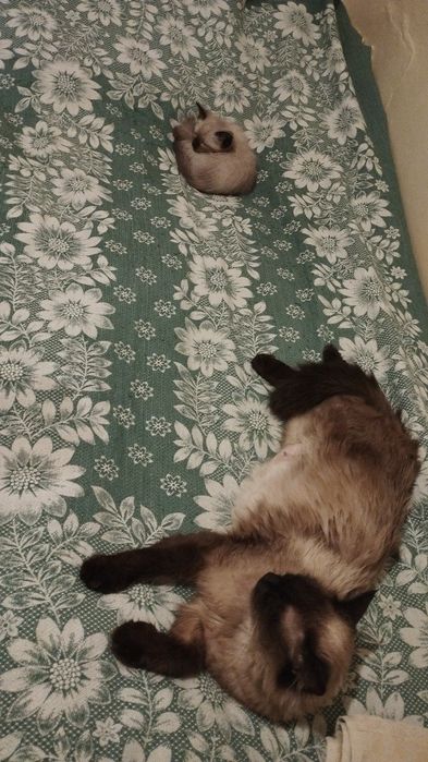 Котята сиамский и веслоухий