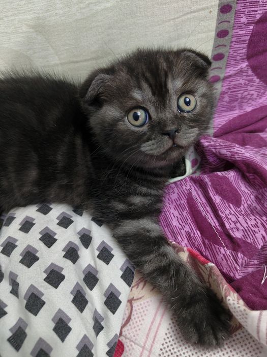 Шотландские котята  35000т