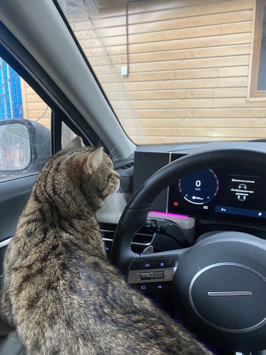 Продам кота скотиш страйт