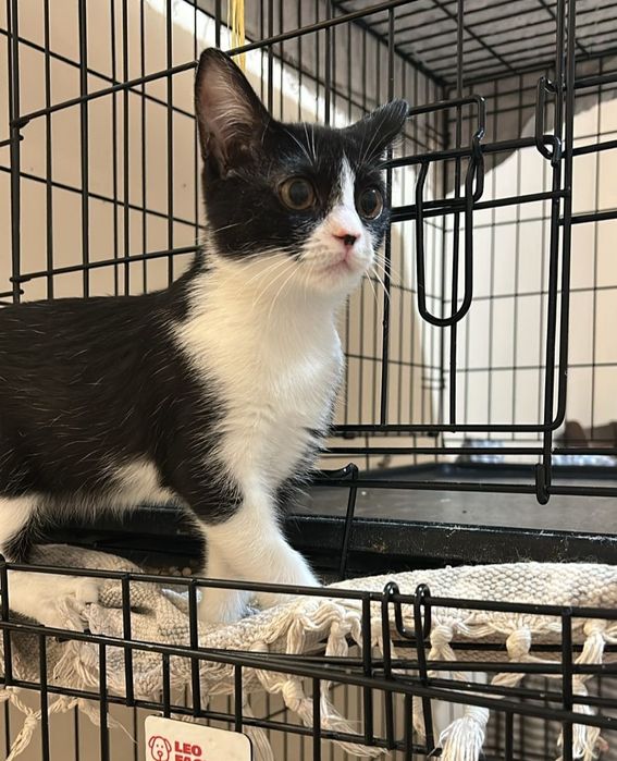 Ищет дом котенок