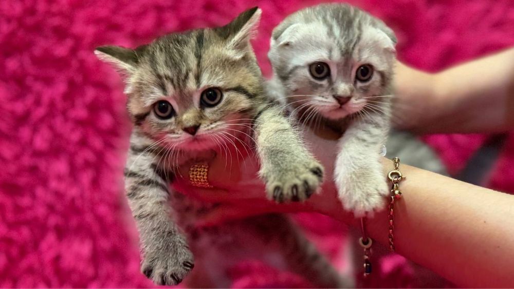 Продажа шотланских котят