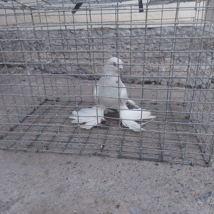 Буси самец тяга лет с игрой