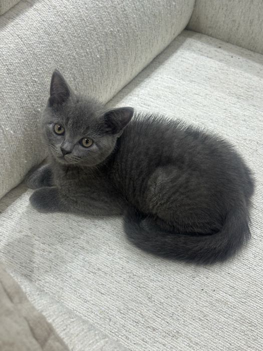 Скотиш фолд.  Скотиш страйд