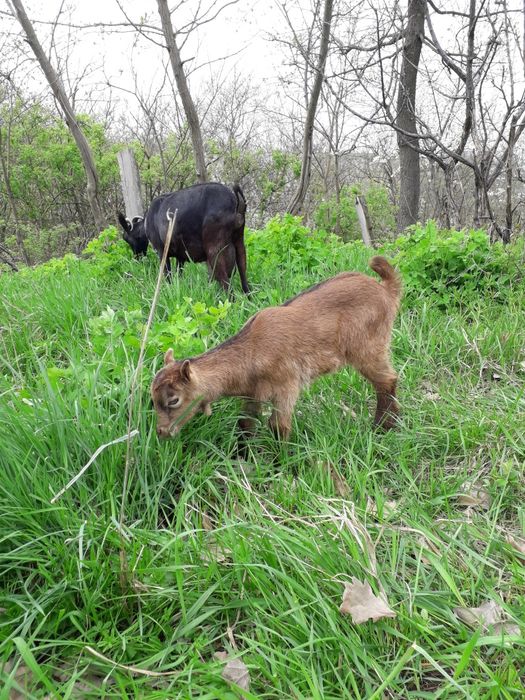 Ieduțe din mamă murciniana rasă pura bună de lapte