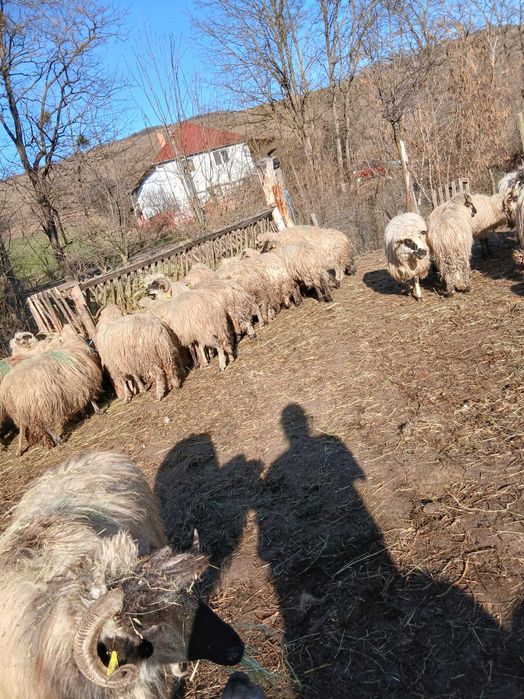 Oi de vanzare , sibiu