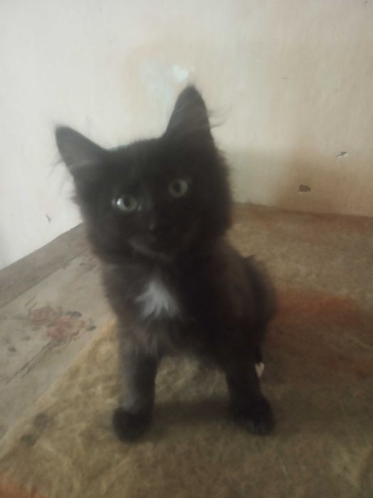 Котята от кошки крысоловки