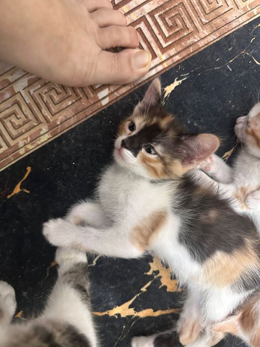 Отдам В Хорошие Руки