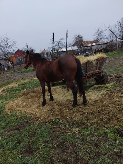 Iapa de vanzare se probeaza