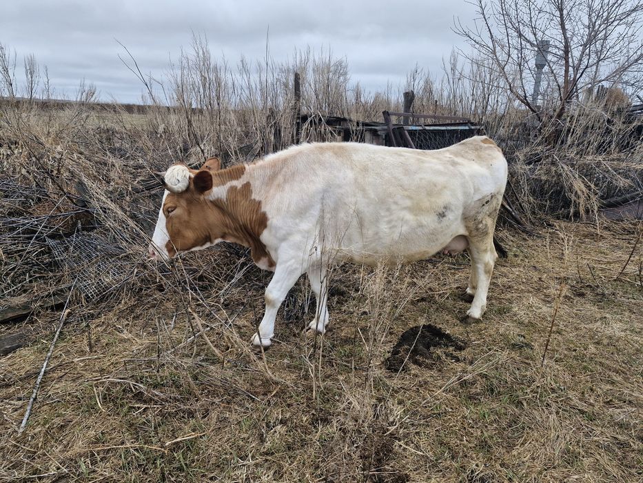 Продам корову на мясо
