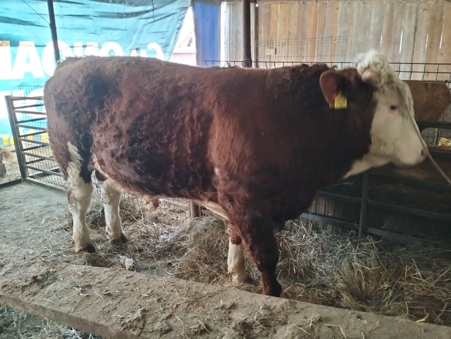 Taur de dat la schimb pe o vacă bună