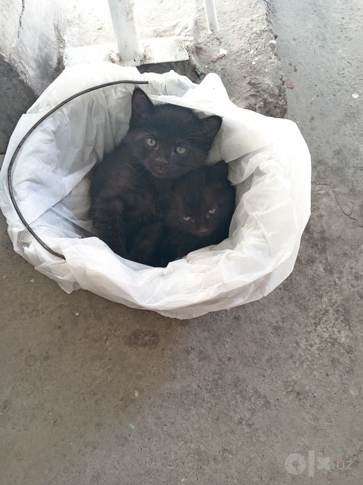 Две мальчики котята