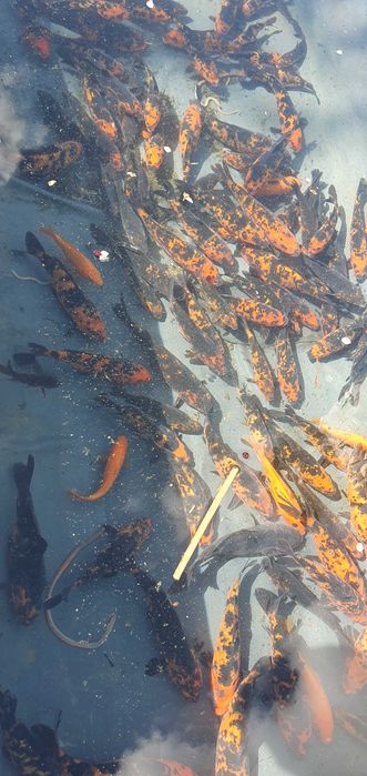 Crapi koi de vinzare