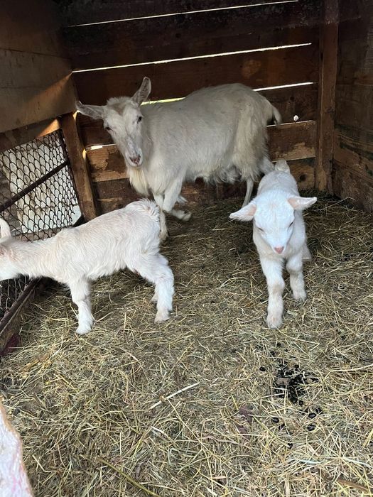 Vând capră bună de lapte cu doi iezi