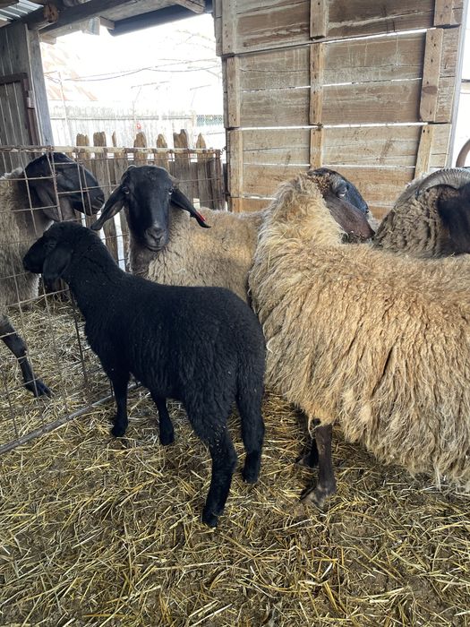 De vanzare oi cu mieluți