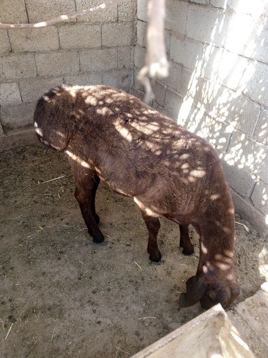 Qoʻy sotiladi xalol