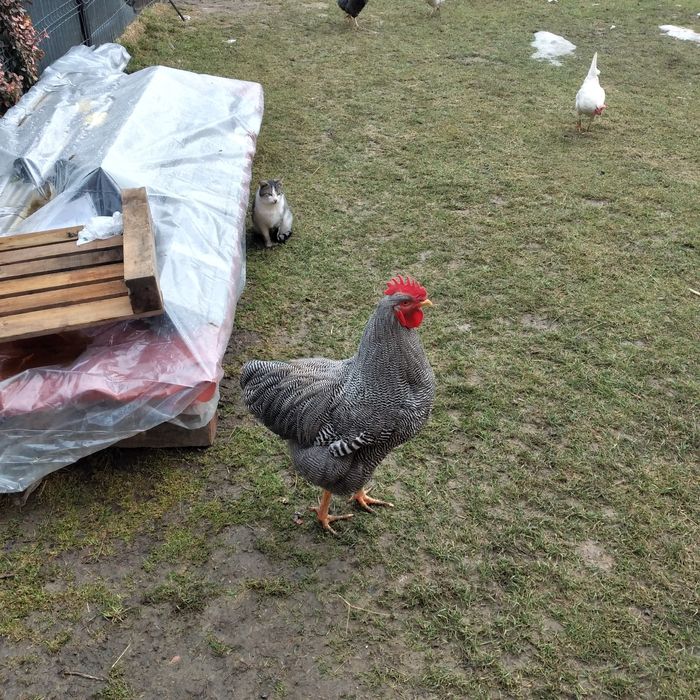 Vînd cocoș playmondh rok barat