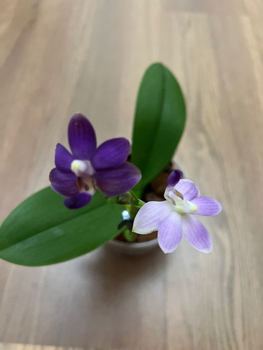 Продам сортовые орхидеи