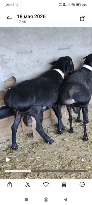 Продам баран Кошкары