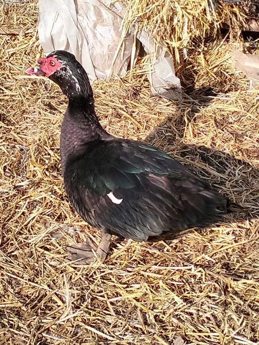 De vanzare cocosi si rate mute au varsta de un an