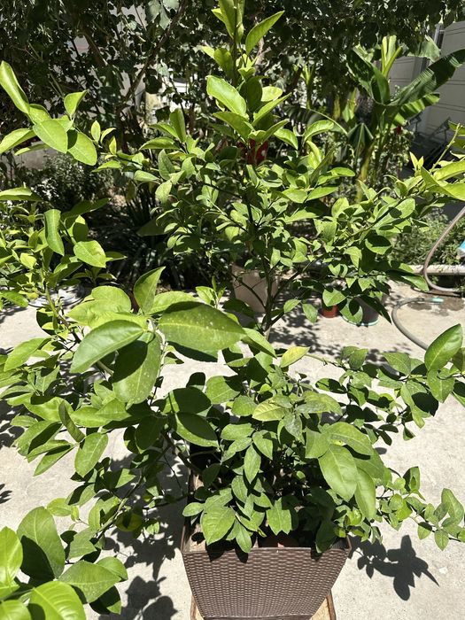 limon koʻchatilari ,