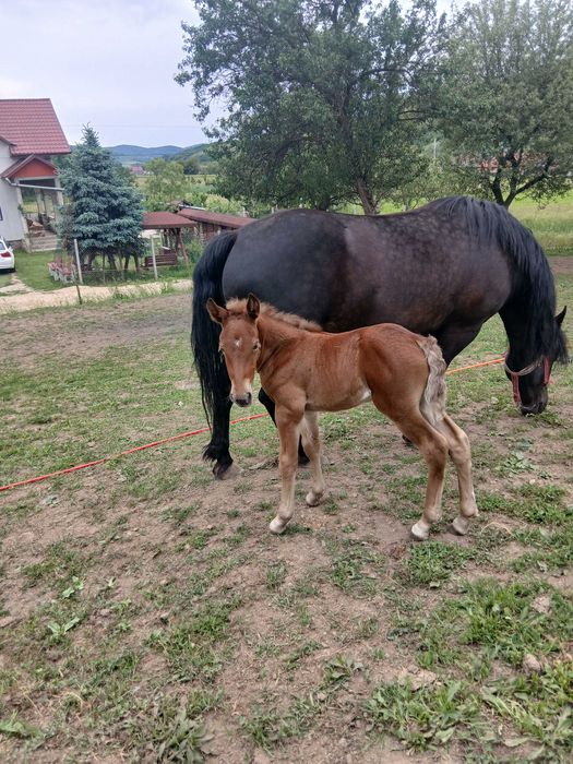 Vand iapa cu manza