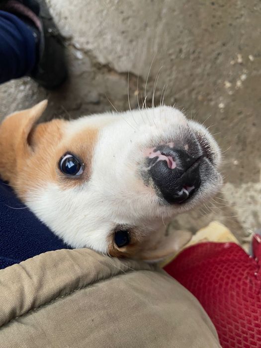 ит сатылады 10к.