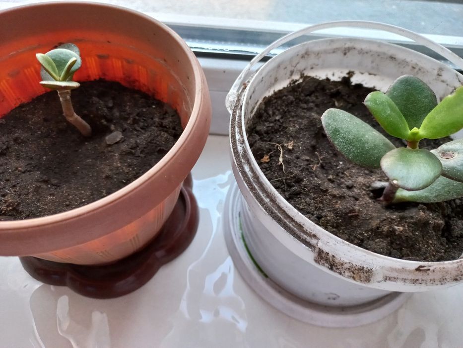 Комнатные цветы отростки