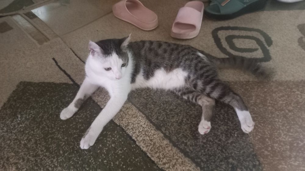 Домашние животные