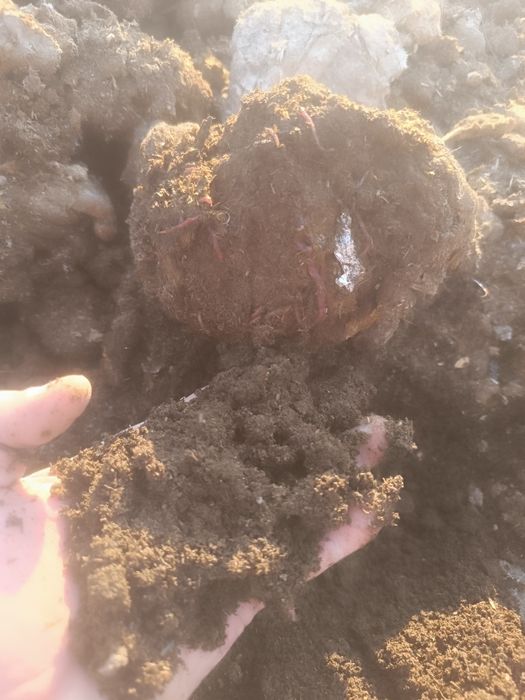 Биогумус,  тыңайтқыш