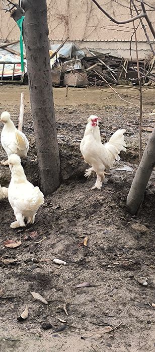 Yapon toʻvuq xoʻrozlar bor