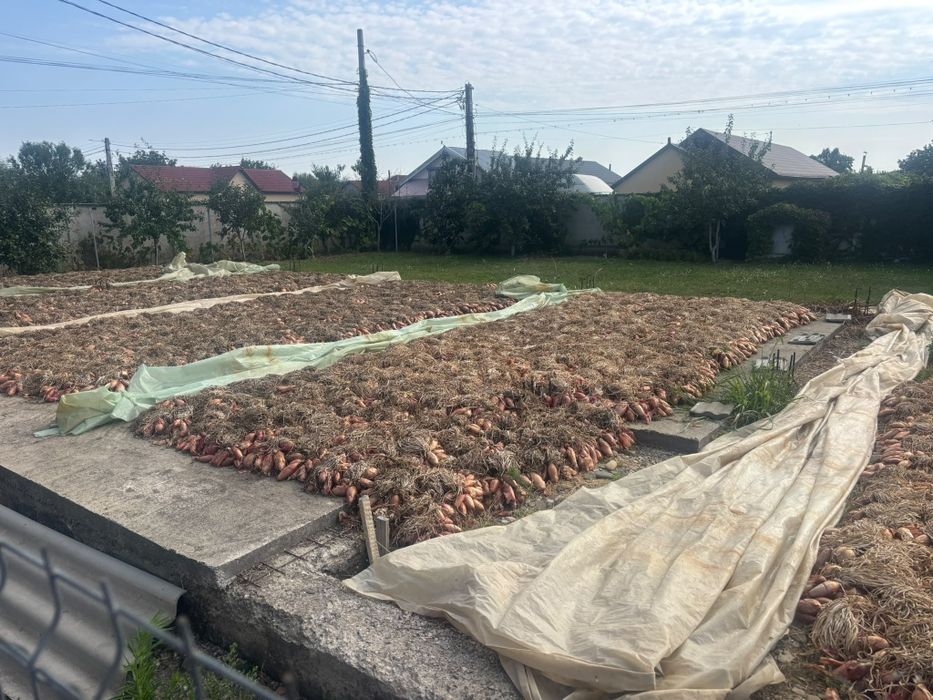 Ceapa roșie de apa.