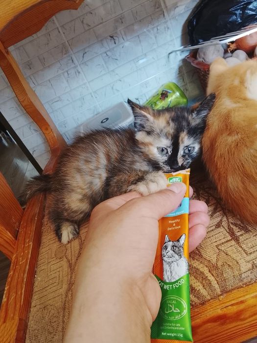 Котята домашние отдадим в хорошие руки