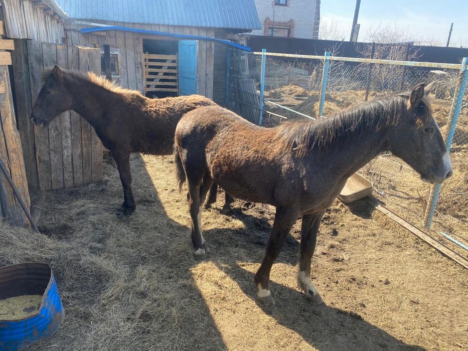 Продам 2 жеребчика