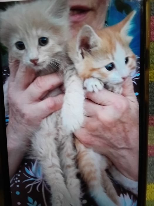 Рыжиков в добрые руки