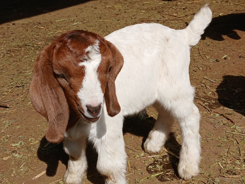 Таз қанды Бур лақтар сатылады