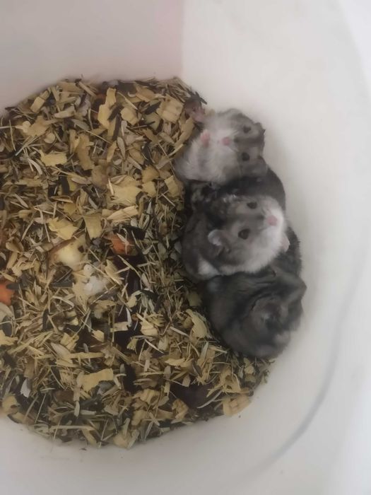 Джунгарские хомячки