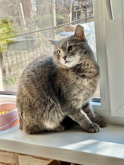 Отдам кошку с переноской