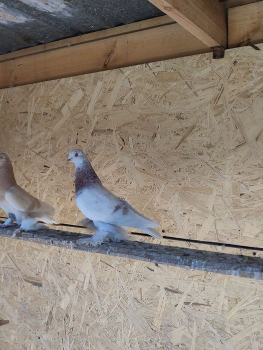 Продаж голубей разные