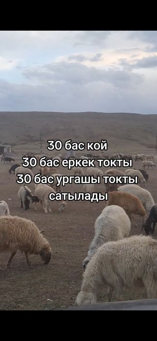 Қой тоқты сатылады