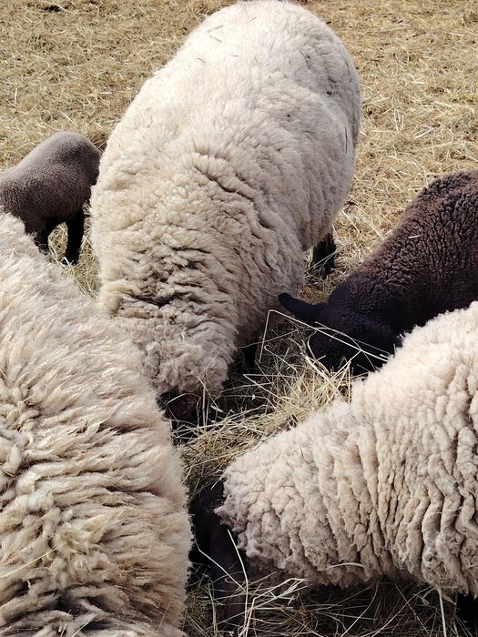 De vânzare oi sufolk 10 oi și 9 miei