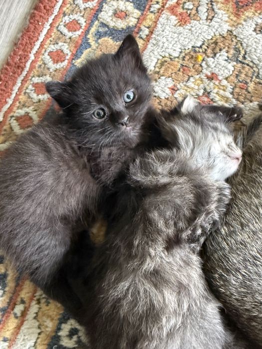 Котята мысықтар