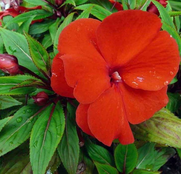 Цветы для дома от 500 и выше