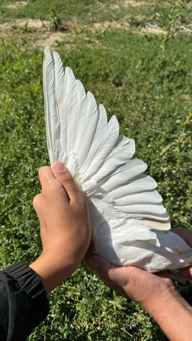 Продам голубей срочно 8 шт