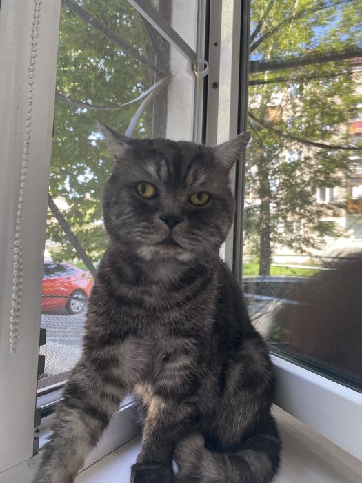 Кот породистый Британец