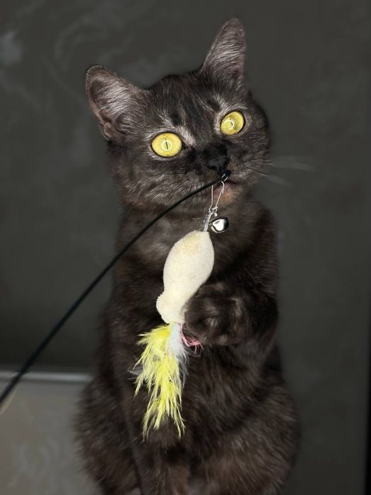 кошечка ищет дом