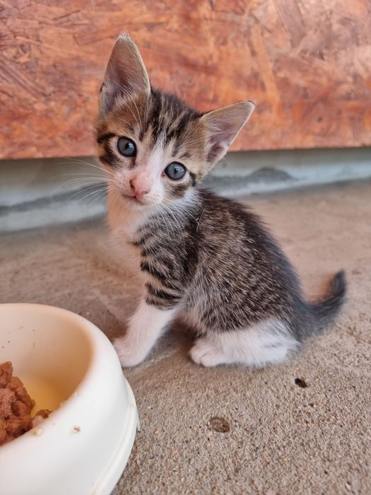 Dau spre adopție pui de pisica