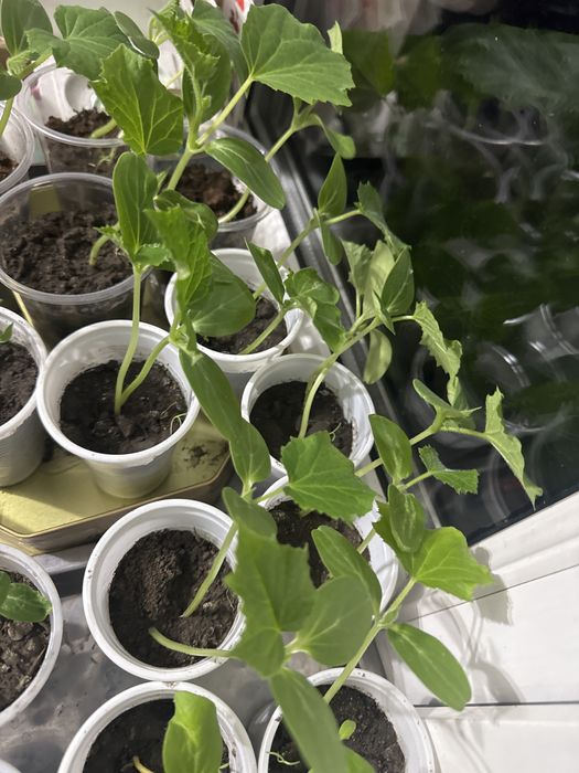 Рассада огурцов крепкие