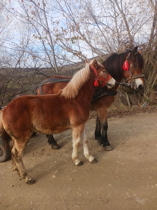 Vand manză de 7 luni