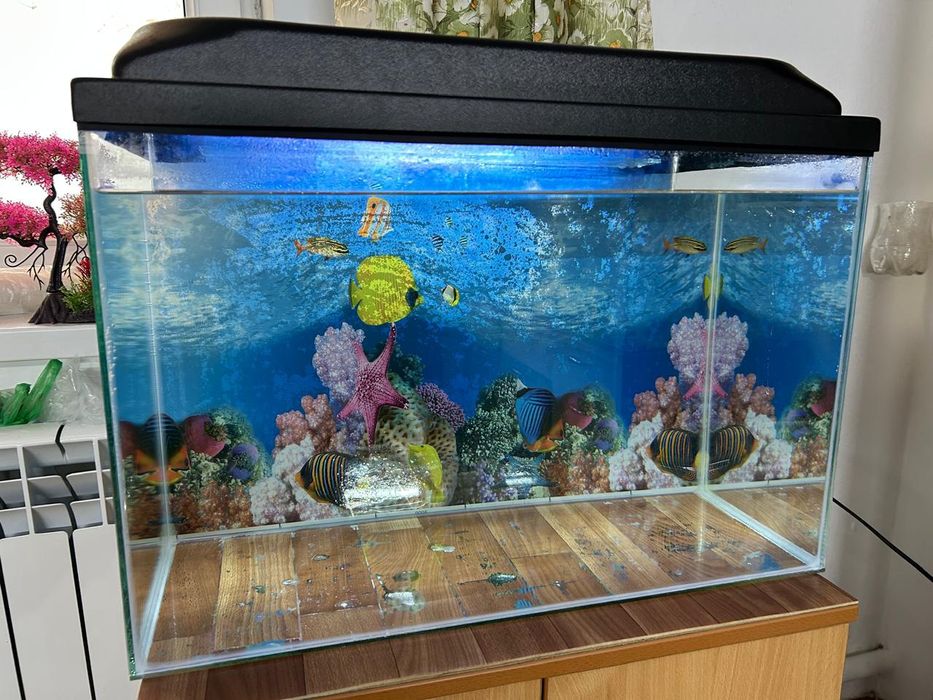 Аквариумные рыбки.