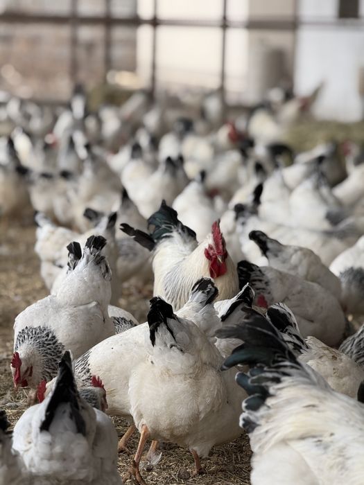 Суточные цыплята адлер